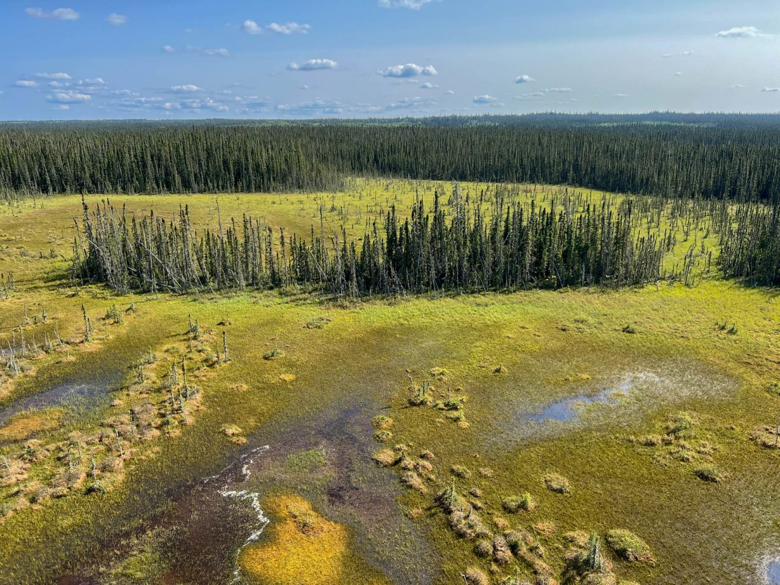Aerial view of a boreal peatland: open green and yellow bog with pools of dark water, ringed by stands of black spruce