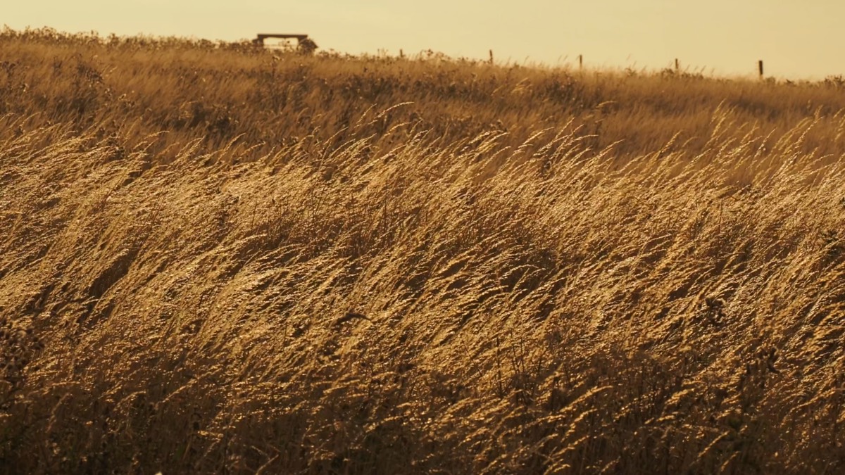 Sunlit prairie grasses at Muskowekwan First Nation