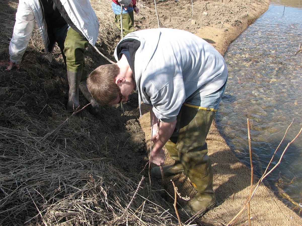A person in rubber boots pushing a willow cutting into a freshly restored streambank beside clear water