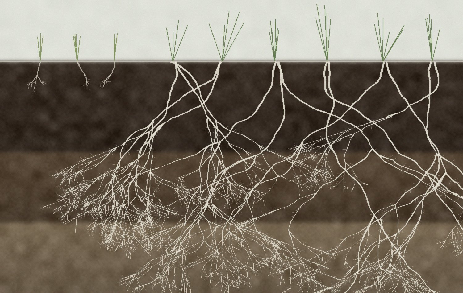 Soil profile comparing shallow rooted annual crops at left with deep rooted native prairie species at right
