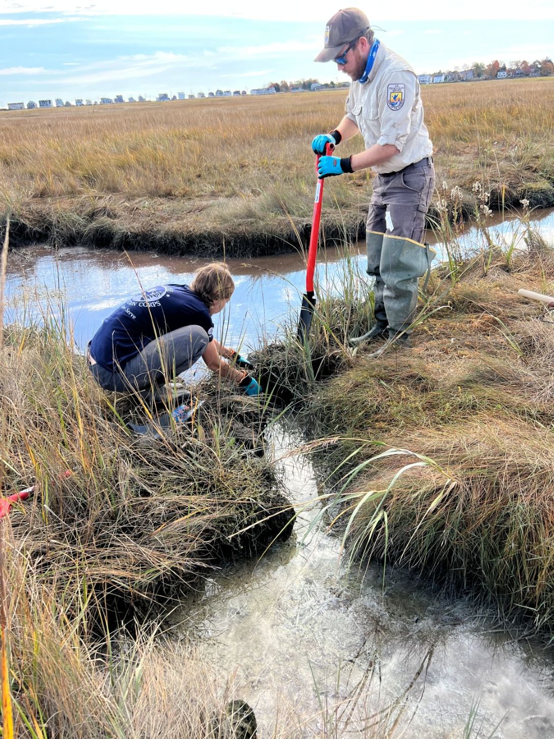 Two restoration workers in a tidal salt marsh, one kneeling at the edge of a shallow channel and one working a shovel into the marsh bank