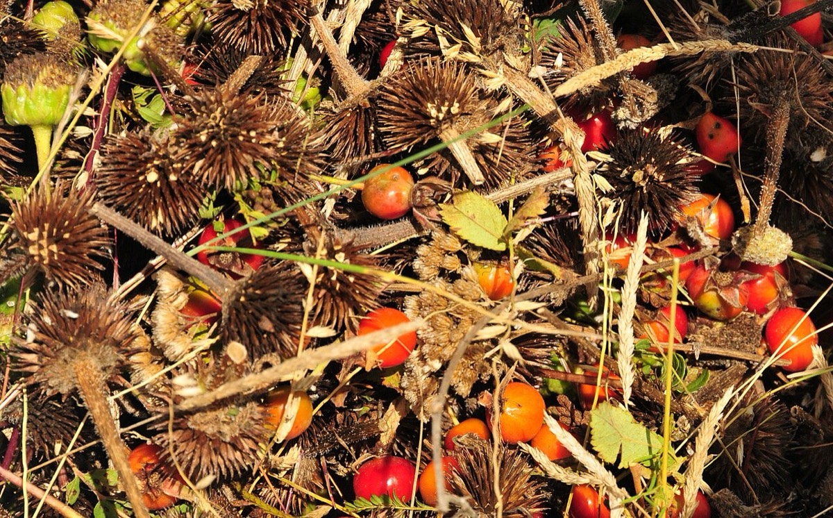 Hand-harvested native seed: bristly purple coneflower seed heads mixed with red wild rose hips